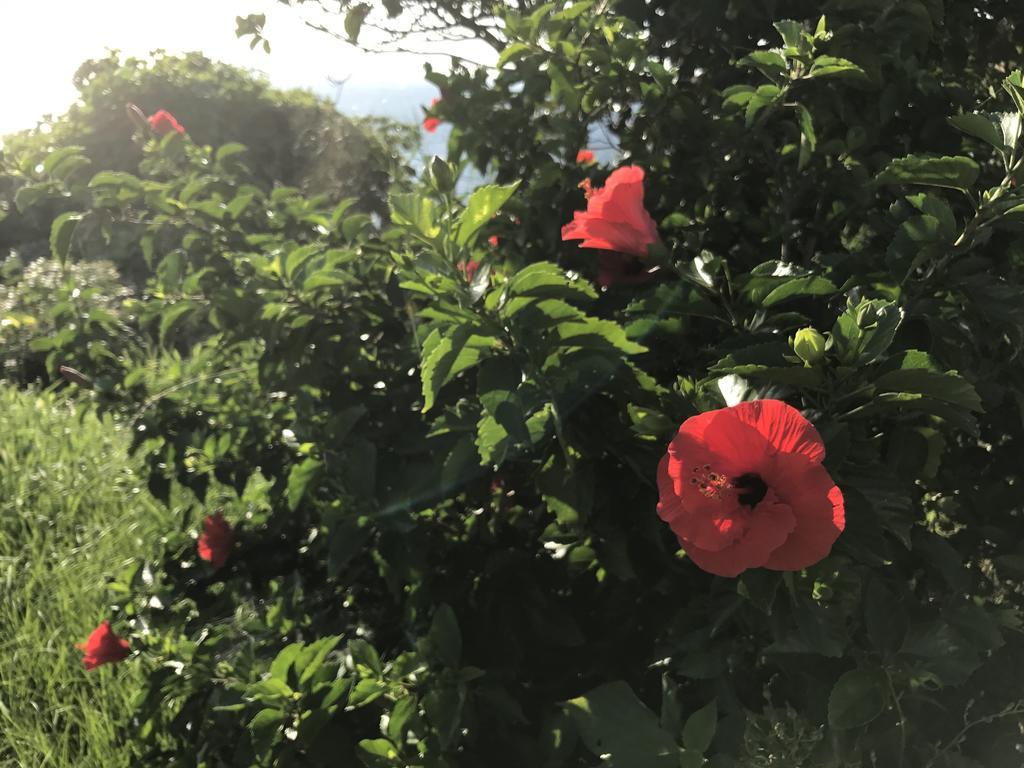 Minshuku Tairyoumaru Amakusa  Bagian luar foto